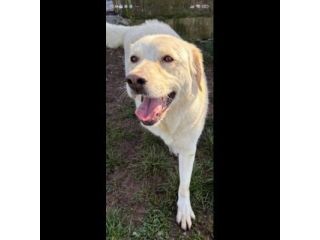 LA DOLCEZZA IN GABBIA, mix labrador CAGNOLINA IN ADOZIONE taglia media