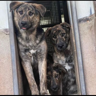 UGO, gioioso e dolcissimo cucciolo in adozione