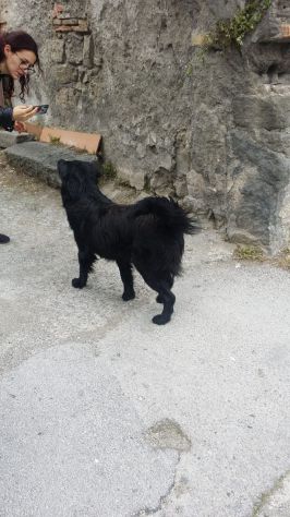 BLACKY, giovanissimo mix golden - Foto 6