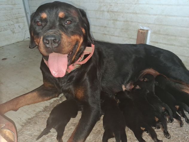 Cuccioli rottweiler - Foto 6