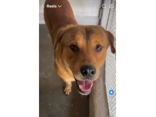 SIGFRIDO LA DOLCEZZA FATTA CANE, CANE IN ADOZIONE