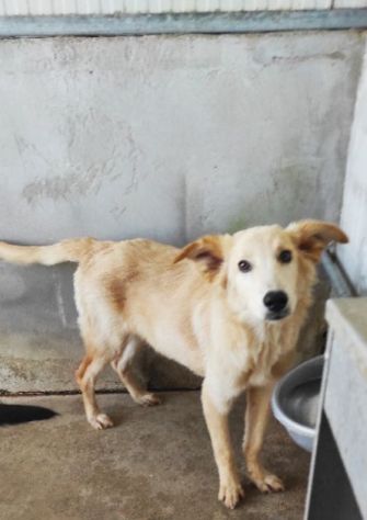 CUCCIOLO IN ADOZIONE: CECCO - Foto 7