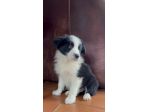 Cuccioli Border Collie di alta genealogia