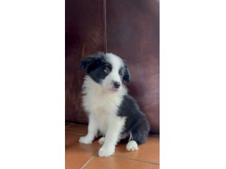 Cuccioli Border Collie di alta genealogia
