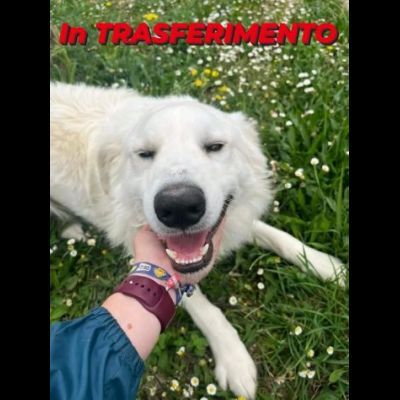 GERICO UNA MERAVIGLIA IN GABBIA, CANE IN ADOZIONE - Foto 4