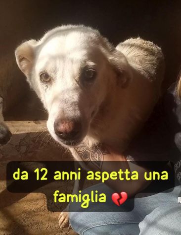 BIANCA 12 ANNI TAGLIA MEDIA GRANDE - Foto 3