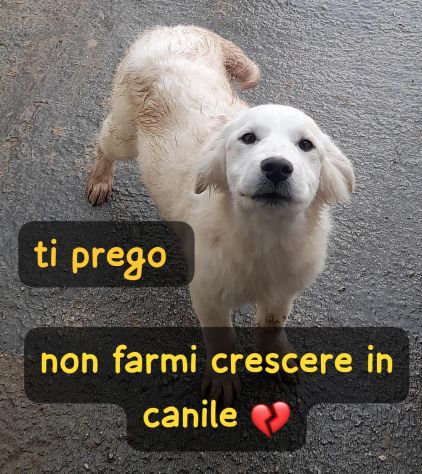 CUCCIOLA 4 MESI taglia media grande - Foto 2