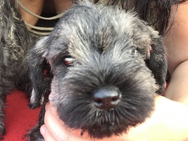Cuccioli di Zwergschnauzer Pepe e sale - Foto 7