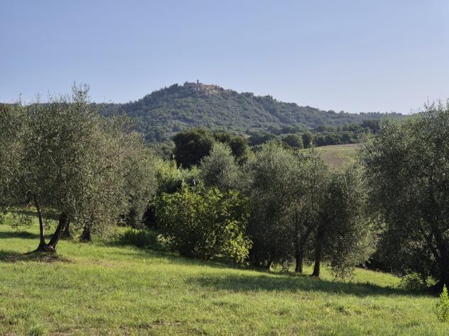 Seminativo in vendita a Civitella Paganico - Foto 14