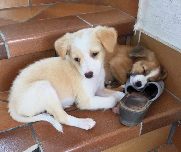 Pino e Pepe cuccioli taglia medio piccola