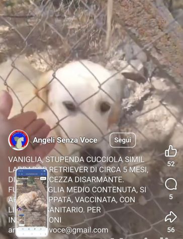 Femmina 5mesi simil Labrador Retriever tg media in 1recinto a pane secco!SOS SUD - Foto 3