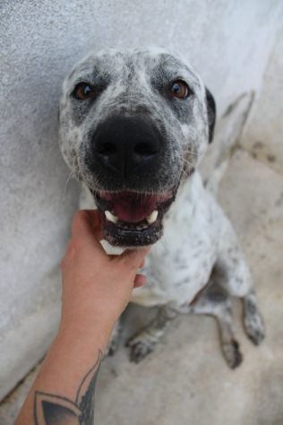 BUCANIERE 4 ANNI TAGLIA GRANDE IN CANILE - Foto 2
