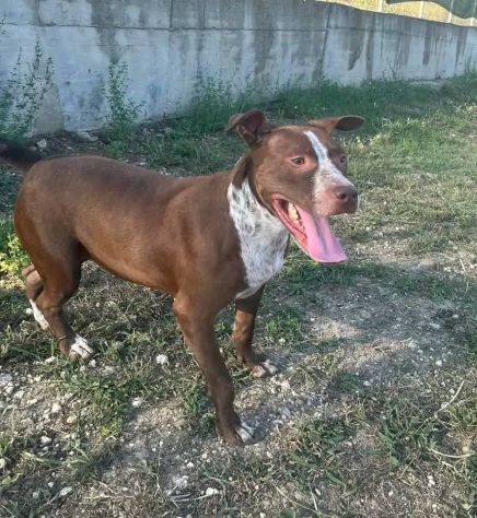 ZOE NON CE LA FA' PIÙ CANE IN ADOZIONE - Foto 7