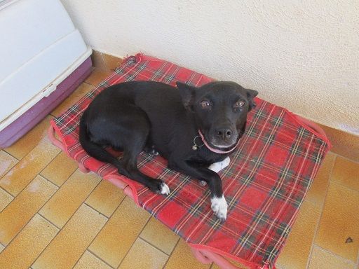MIRNA, solo affetto e niente più! - Foto 5