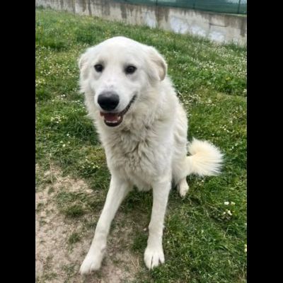 GERICO UNA MERAVIGLIA IN GABBIA, CANE IN ADOZIONE - Foto 2