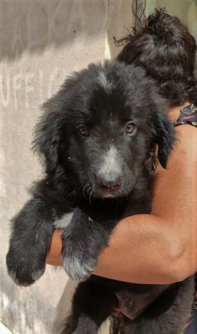 MORFEO cucciolo in canile