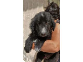 MORFEO cucciolo in canile