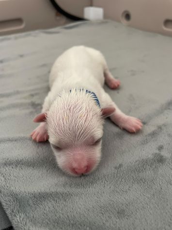 Cuccioli di Maltese con Pedigree ENCI – La Casa dei Maltesi (Cuneo) - Foto 9