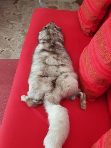 stola volpe argentata intera - Foto 3