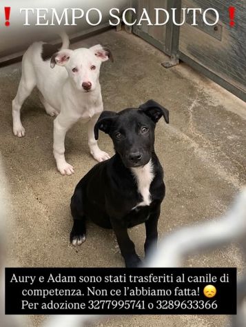 AURY e ADAM SOCIEVOLISSIMI CUCCIOLI IN ADOZIONE - Foto 2