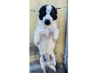 BILLY 5 ANNI taglia media piccola IN CANILE