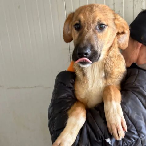 CUCCIOLI IN ADOZIONE : MOCKY GIOIOSO E CURIOSO TG MEDIA - Foto 4