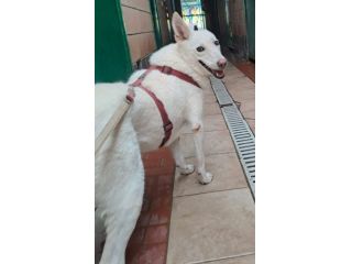 OFELIA, cagnolina composta, raffinata e sensibile (a Milano)