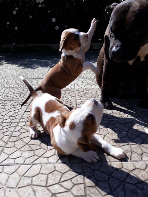 ALLEVAMENTO E CUCCIOLI AMSTAFF IN BASILICATA - Foto 8