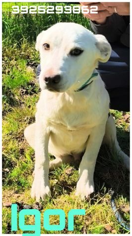 Cagnolini in adozione futura tg. medio contenuta cercano una famiglia per sempre - Foto 6