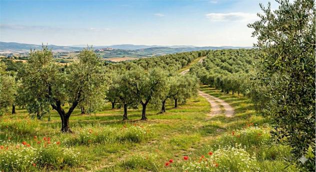 Uliveto SpMarc - Terreno Agricolo a Capannori - San Pietro a Marcigliano