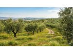 Uliveto SpMarc - Terreno Agricolo a Capannori - San Pietro a Marcigliano