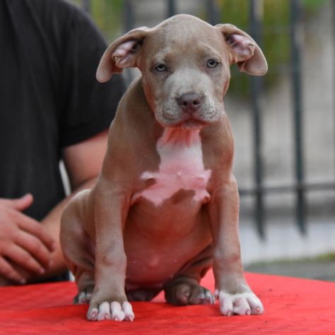 Cucciole di American Bully XL. - Foto 4