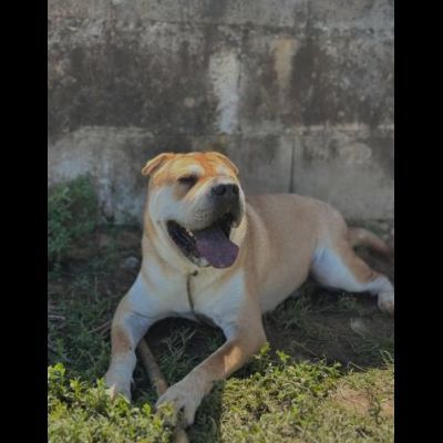 ROCCO SPLENDIDO SHAR PEI CANE IN ADOZIONE - Foto 2