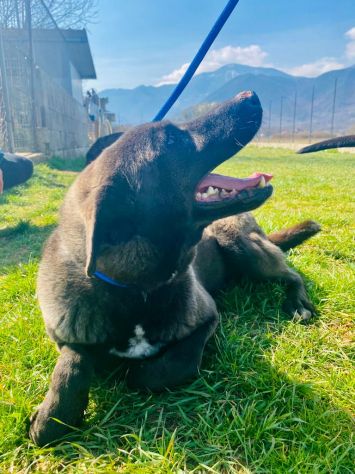LEO, simil labrador, CANE IN ADOZIONE - Foto 4
