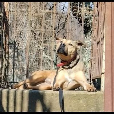 TERRY STUPENDA CAGNOLINA IN ADOZIONE - Foto 5