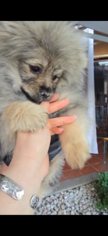 Volpino di pomerania - Foto 3