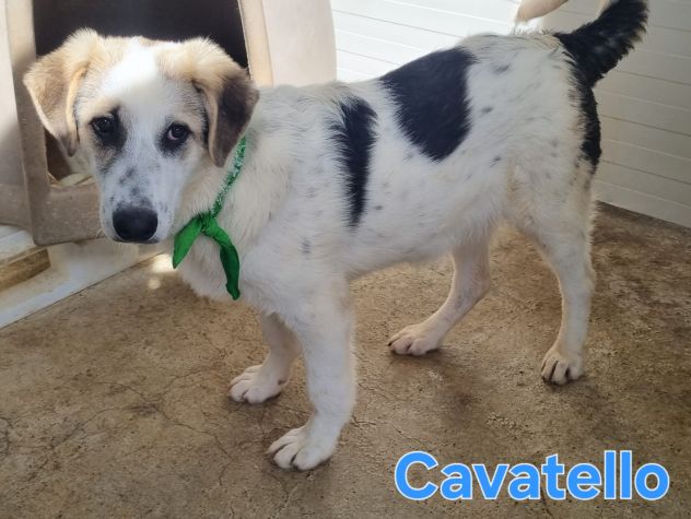 Adotta un cane dal canile - Foto 3
