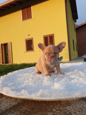 Cuccioli di Bouledogue Francese Isabella New Shade - Foto 4
