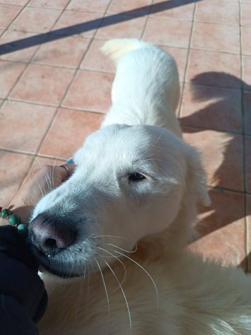 Nicolò - Foto 3