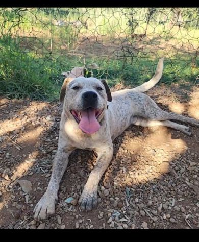 2anni mix molossino SPLENDIDO solo h24 in recinto.URGENTE CALABRIA - Foto 7