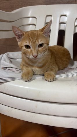 KIMBA, leoncino spettacolare - Foto 3