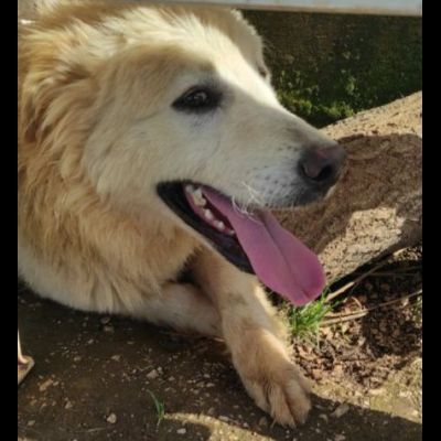 STANNO CRESCENDO IN CANILE; MERITANO UNA VITA . GIOVANI CAGNOLINI IN ADOZIONE - Foto 4