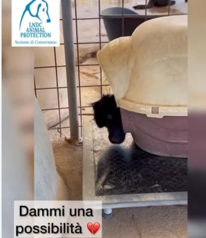 Grisbi 2anni cresce timido in box SOS LIBERTÀ. PUGLIA - Foto 2