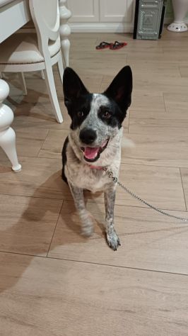 MILLY una bella cagnolina mix husky in adozione è ancora qui e cerca casa - Foto 6