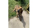 Artù segugio