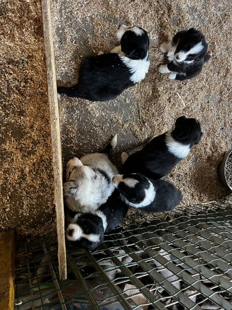 Cuccioli di Border - Foto 7