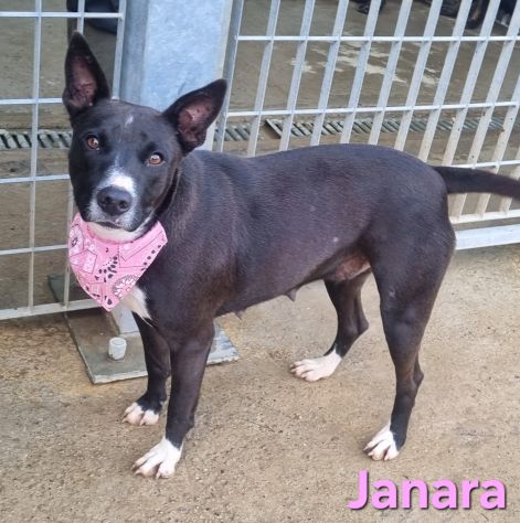 JANARA