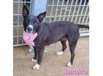 JANARA