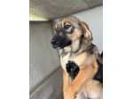 CUCCIOLI IN ADOZIONE: WILLY GIOIOSO LUPETTO TG MEDIA
