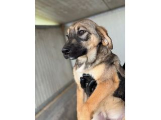 CUCCIOLI IN ADOZIONE: WILLY GIOIOSO LUPETTO TG MEDIA